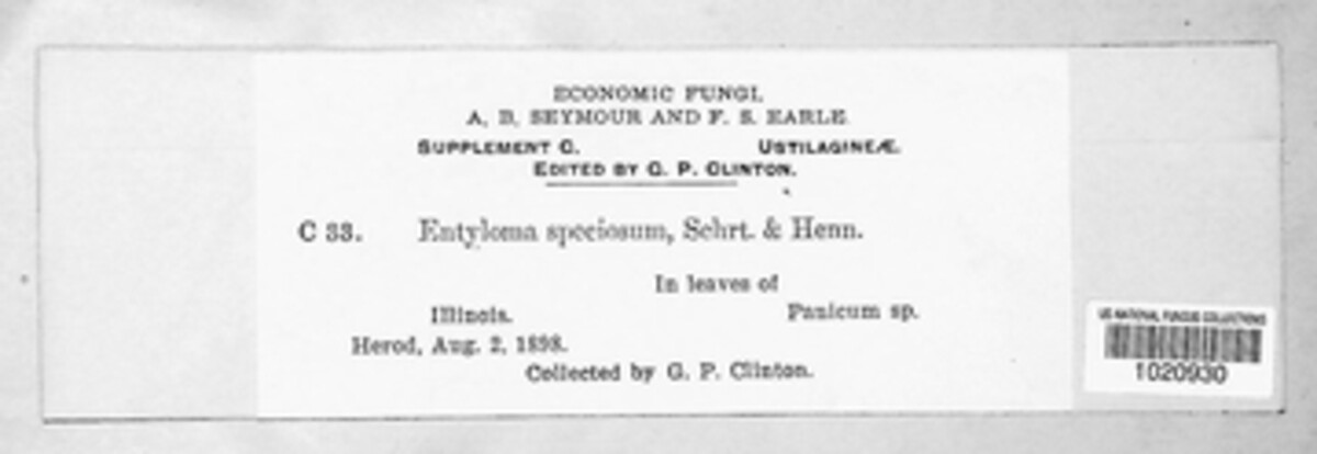Entyloma speciosum image